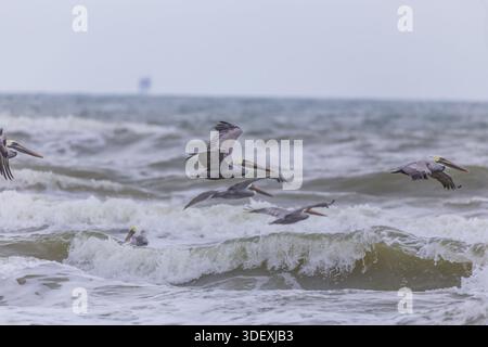 Corpus Christi und Port Aransas an der Golfküste von Texas Stockfoto