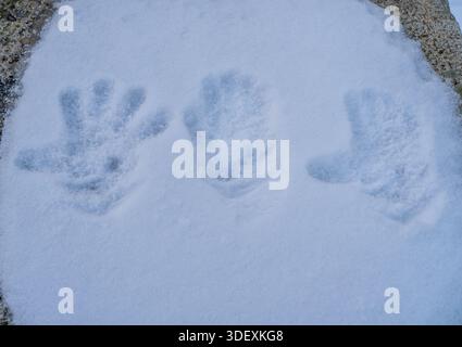 Menschliche Handabdrücke auf frischer weißer Schneeoberfläche. Stockfoto