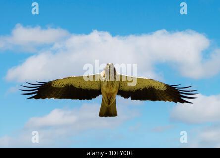 Ein gestielter Adler (Hieraaetus pennatus) schwingt in der Luft mit Flügeln, die vollständig gegen einen blauen Himmel in seinem natürlichen Lebensraum in Bulgarien ausgebreitet sind. Stockfoto