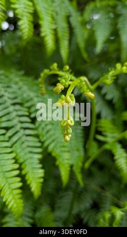 Nahaufnahme junger Farnfiedköpfe, die sich im Frühjahr entfalten. Stockfoto