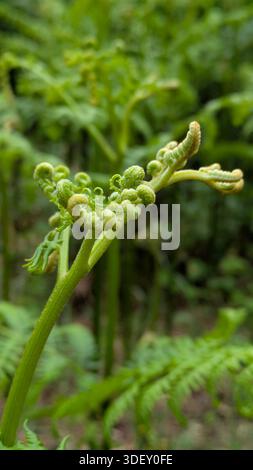 Nahaufnahme junger Farnfiedköpfe, die sich im Frühjahr entfalten. Stockfoto