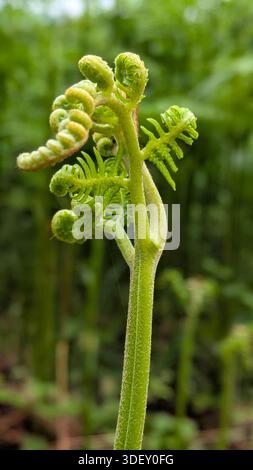 Nahaufnahme junger Farnfiedköpfe, die sich im Frühjahr entfalten. Stockfoto
