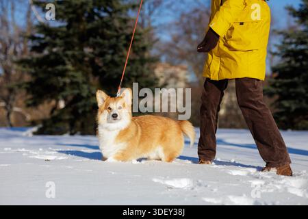 Corgi Hund an der Leine mit Besitzer spazieren im verschneiten Park am sonnigen Wintertag und zeigen Haustierpflege im Freien Lebensstil und Gesellschaft bei kaltem Wetter Stockfoto