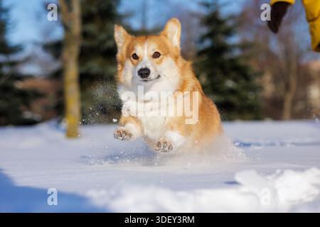Energischer Corgi springt am sonnigen Wintertag durch den tiefen Schnee und zeigt aktive Hundeschlittenübungen und Outdoor-Lifestyle-Konzept für Haustiere Stockfoto