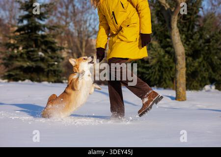 Aktive Corgi-Sprünge im Schnee für eine Freude während eines Winterspaziergangs mit Frau im Park, die Training Bonding und Outdoor-Tierpflege zeigt Stockfoto