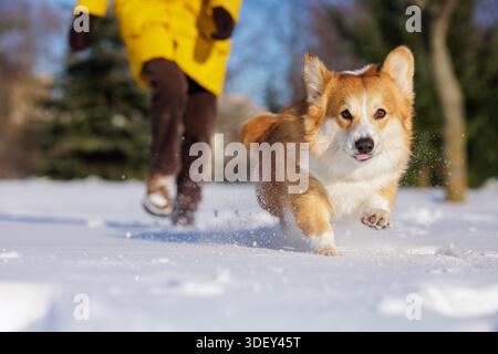 Der glückliche Corgi läuft schnell durch den Neuschnee auf die Kamera zu, während der Besitzer im Winterpark dem Training im Freien und dem Lebensstil der Haustiere folgt Stockfoto