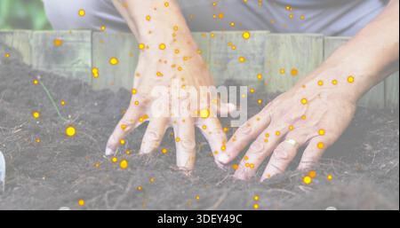 Drücken älterer männlicher Hände, verbreiten dunkle Vergussmasse in erhöhtem Pflanzgefäß, Goldring, gelbes Leuchten Stockfoto