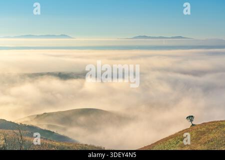 Panoramablick auf Morgennebel und Nebel, der über die toskanischen Hügel in der Nähe von Volterra fließt. Traumhafte Landschaft bei Sonnenaufgang mit einem einsamen Baum auf einem Kamm in Italien. Stockfoto