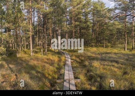 Blick auf einen Holzweg, der durch eine goldene Wiese führt, der in einen dichten Wald mit hohen, grünen Bäumen führt, Lahemaa Nationalpark, Estland. Stockfoto