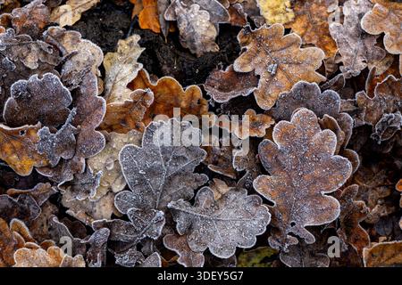 Blick auf die eisfarbenen Eichenblätter, die auf dem Boden verstreut sind, ihre komplexen Adern, die von einer zarten Eisschicht hervorgehoben werden und einen Teppich aus herbstlichem Beau bilden Stockfoto