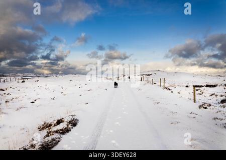 Schwarzer Labrador, der aus der Entfernung durch den Schnee in Richtung Kamera läuft. Stockfoto
