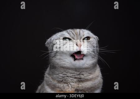 Die schottische Faltkatze macht ein lustiges Gesicht, das aus der Zunge ragt und auf braunem Hintergrund albern aussieht Stockfoto