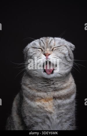 Die schottische Faltkatze macht ein lustiges Gesicht, das aus der Zunge ragt und auf braunem Hintergrund albern aussieht Stockfoto