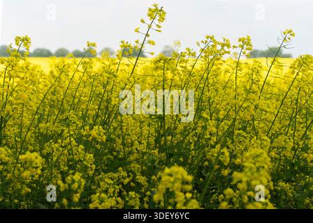 Auf dem Land, England, blüht ein Feld mit hellgelben Rapsblumen Stockfoto
