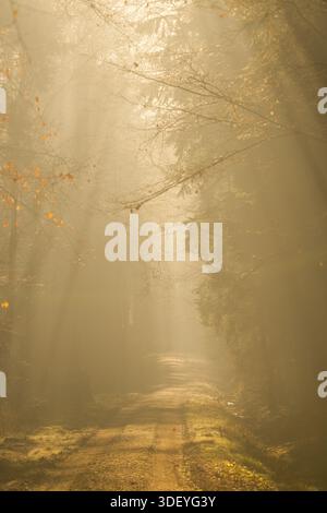 Ein ruhiger, sonnendurchfluteter Pfad in einem nebeligen Wald Stockfoto