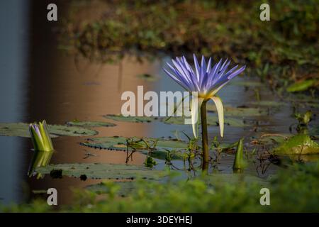 Leuchtend blaue Seerosen oder blauer Lotus (Nymphaea caerulea), eine tropische Wasserpflanze, die in einem Teich an der berühmten Avenue of the Baobabs in der Nähe von Morondava, Madagaskar, blüht. Diese Art, die in Afrika beheimatet ist und in einigen Kulturen Erneuerung und Reinheit symbolisiert, kommt häufig in den Süßwassergebieten und Teichen der Insel vor. Stockfoto