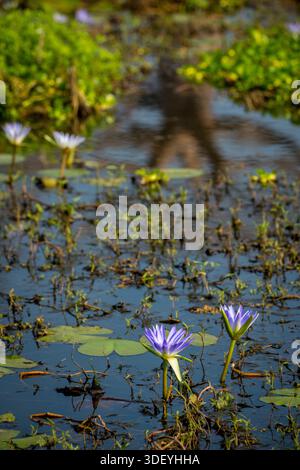 Leuchtend blaue Seerosen oder blauer Lotus (Nymphaea caerulea), eine tropische Wasserpflanze, die in einem Teich an der berühmten Avenue of the Baobabs in der Nähe von Morondava, Madagaskar, blüht. Diese Art, die in Afrika beheimatet ist und in einigen Kulturen Erneuerung und Reinheit symbolisiert, kommt häufig in den Süßwassergebieten und Teichen der Insel vor. Stockfoto