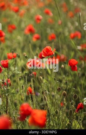 Eine vertikale Nahaufnahme eines Feldes voller leuchtend roter Mohnblumen, die zwischen grünem Gras blühen. Vertikale Naturlandschaft mit Mohnblumen. Vertikal Stockfoto