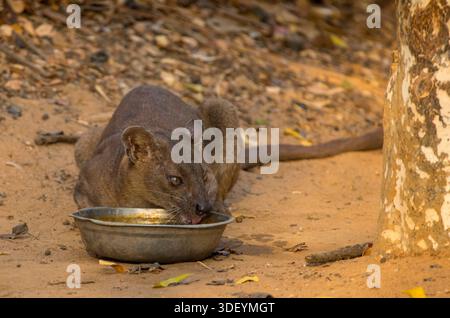 Das Kirindy Forest Reserve gilt weithin als der beste Ort in Madagaskar, um die Fossa (Cryptoprocta ferox) zu sehen, das größte Säugetierräuber der Insel. Die Trockenzeit, von August bis Dezember, ist eine besonders gute Zeit für Sichtungen, da die Fossa auf der Suche nach Wasser und Essen auf das Kirindy Lodge Gelände gezogen werden. Die Fossa ist ein schlankes, katzenähnliches Raubtier mit einem rötlich-braunen Fell und einem langen Schwanz, der beim Klettern das Gleichgewicht fördert. Sie sind wendig und gut ausgerüstet, um Lemuren und andere Beute zu jagen. Stockfoto