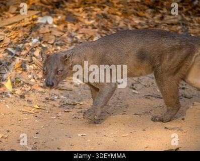 Das Kirindy Forest Reserve gilt weithin als der beste Ort in Madagaskar, um die Fossa (Cryptoprocta ferox) zu sehen, das größte Säugetierräuber der Insel. Die Trockenzeit, von August bis Dezember, ist eine besonders gute Zeit für Sichtungen, da die Fossa auf der Suche nach Wasser und Essen auf das Kirindy Lodge Gelände gezogen werden. Die Fossa ist ein schlankes, katzenähnliches Raubtier mit einem rötlich-braunen Fell und einem langen Schwanz, der beim Klettern das Gleichgewicht fördert. Sie sind wendig und gut ausgerüstet, um Lemuren und andere Beute zu jagen. Stockfoto