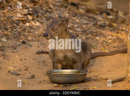 Das Kirindy Forest Reserve gilt weithin als der beste Ort in Madagaskar, um die Fossa (Cryptoprocta ferox) zu sehen, das größte Säugetierräuber der Insel. Die Trockenzeit, von August bis Dezember, ist eine besonders gute Zeit für Sichtungen, da die Fossa auf der Suche nach Wasser und Essen auf das Kirindy Lodge Gelände gezogen werden. Die Fossa ist ein schlankes, katzenähnliches Raubtier mit einem rötlich-braunen Fell und einem langen Schwanz, der beim Klettern das Gleichgewicht fördert. Sie sind wendig und gut ausgerüstet, um Lemuren und andere Beute zu jagen. Stockfoto