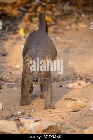 Das Kirindy Forest Reserve gilt weithin als der beste Ort in Madagaskar, um die Fossa (Cryptoprocta ferox) zu sehen, das größte Säugetierräuber der Insel. Die Trockenzeit, von August bis Dezember, ist eine besonders gute Zeit für Sichtungen, da die Fossa auf der Suche nach Wasser und Essen auf das Kirindy Lodge Gelände gezogen werden. Die Fossa ist ein schlankes, katzenähnliches Raubtier mit einem rötlich-braunen Fell und einem langen Schwanz, der beim Klettern das Gleichgewicht fördert. Sie sind wendig und gut ausgerüstet, um Lemuren und andere Beute zu jagen. Stockfoto