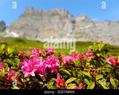 Eine einzigartige Aufnahme von alpinen Rosen, die im Sommer blühen, in den Schweizer Alpen mit einer beeindruckenden Bergkette im Hintergrund aufgenommen. Stockfoto