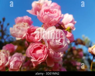 Nahaufnahme von rosafarbenen wilden Rosen, die auf einem Rosenstrauch blühen, gefangen vor einem tiefblauen Himmel. Ein lebendiger Kontrast zwischen den zarten rosa Rosen und dem blauen Hintergrund. Stockfoto