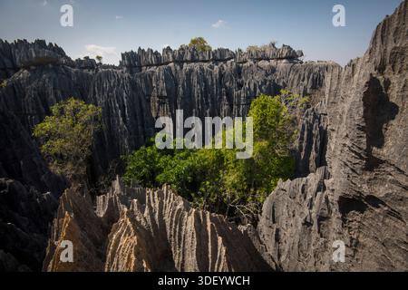Der Grand Tsingy bezieht sich auf die spektakulären, rasiermesserscharfen Kalksteinformationen im Tsingy de Bemaraha Nationalpark, einem UNESCO-Weltkulturerbe im Westen Madagaskars. Es ist eine der berühmtesten und dramatischsten Landschaften der Insel. Stockfoto