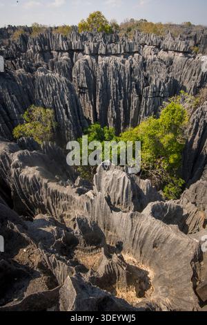 Der Grand Tsingy bezieht sich auf die spektakulären, rasiermesserscharfen Kalksteinformationen im Tsingy de Bemaraha Nationalpark, einem UNESCO-Weltkulturerbe im Westen Madagaskars. Es ist eine der berühmtesten und dramatischsten Landschaften der Insel. Stockfoto