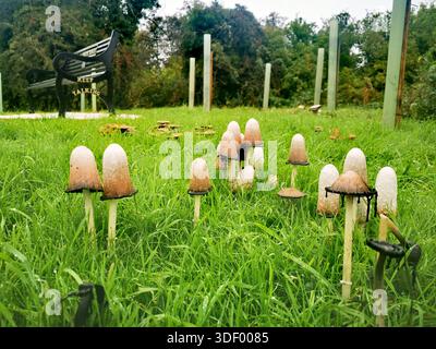 Eine Ansammlung wilder Pilze, die aus üppigem grünem Gras aufsteigen und die ruhige Magie der Natur nach Regen in einer friedlichen Wiese einfangen Stockfoto