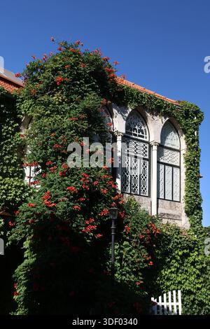 Architektonische Details eines traditionellen libanesischen Hauses in Douma, Batroun, mit kletternden, mit Efeu bedeckten Wänden und drei Bogenfenstern. Stockfoto