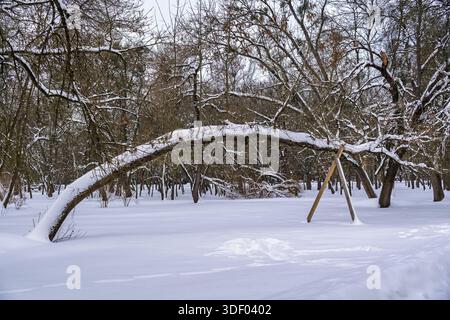 Malerischer Blick auf einen verschneiten Wald mit einem einzigartigen bogenförmigen Baumzweig, der auf einem hölzernen Stützbalken nach einem starken Winterschnee in einem öffentlichen Park ruht Stockfoto