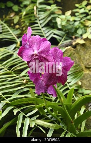 Vanda Orchidee im Royal Botanic Gardens Kew London, Großbritannien Stockfoto