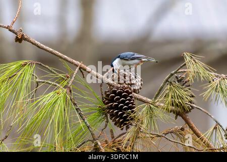 Der weißreihige Nuthatch (Sitta carolinensis) Stockfoto