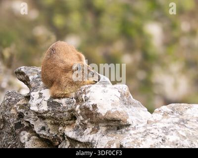 Ein Felshyrax, Procavia capensis, auch Dassie, Cape hyrax, Felshase und coney genannt Stockfoto