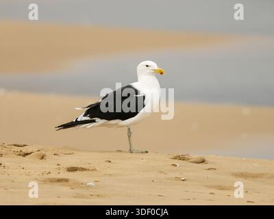 Eine Seetangmöwe oder Dominikanermöwe, Larus dominicanus, in Südafrika, wo diese auf fotografiert wurde, ist bekannt als Cape Gull, Larus dominicanus vetula Stockfoto