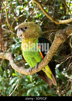 Ein Kappapagei, oder Levaillant's Papagei, Poicephalus robustus, auf einem Ast. Stockfoto