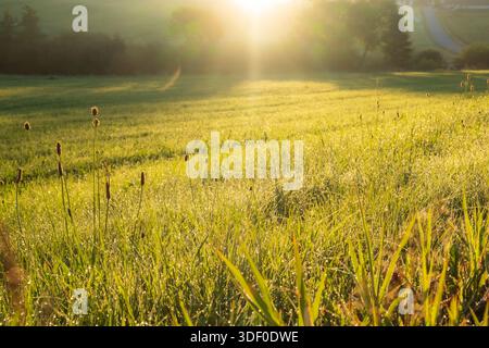 Sonnenlicht am frühen Morgen scheint über eine grüne Wiese mit weichem Nebel. Stockfoto