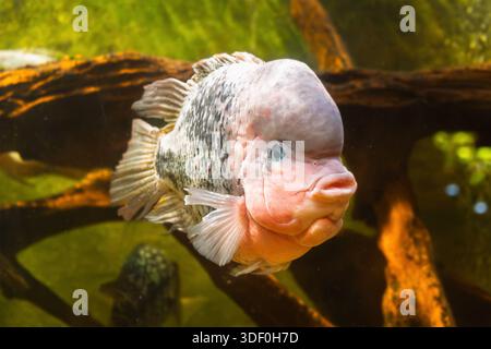 Buntes Blumenhorn Cichliden schwimmen im Aquarienbecken. Stockfoto