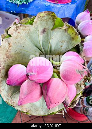 Ein Bündel rosa Lotusknospen in ein großes getrocknetes Lotusblatt auf einem Markttisch singapur asien Stockfoto