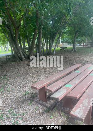 Leere hölzerne Picknicktische im Schatten von alten Bäumen in einer ruhigen Parklandschaft mit trockenen Blättern auf dem Boden Stockfoto