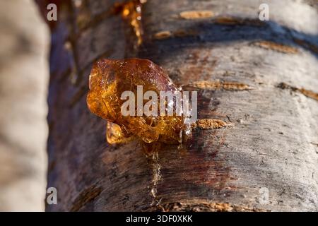 Nahaufnahme eines goldenen bernsteinbaumsaftes, der aus strukturierter Rinde in natürlichem Sonnenlicht austritt Stockfoto