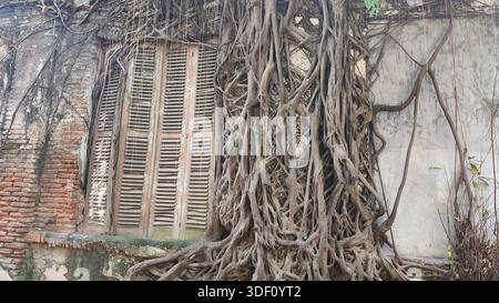 Ein altes Baumwurzelhaus voller Geschichte in Semarang Indonesien Stockfoto