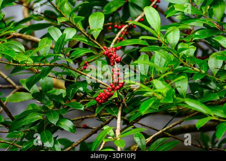 Leuchtend rote Beeren eines japanischen stechpalmen-Baumes inmitten seiner glänzenden, dunkelgrünen Blätter, die einen auffälligen natürlichen Kontrast von festlicher Farbe schaffen. Stockfoto