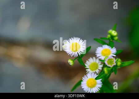 Fleabane Daisy blüht im Sonnenlicht Stockfoto