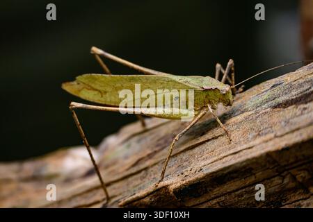 Großer grüner Grasshopper auf Holz Stockfoto