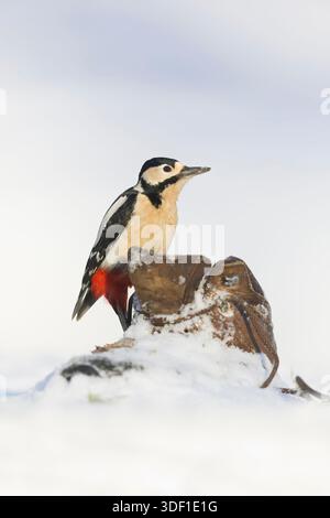 Großspecht Dendrocopos Major, erwachsenes Weibchen, das auf alten Stiefeln im Schnee steht, Suffolk, England, Januar Stockfoto