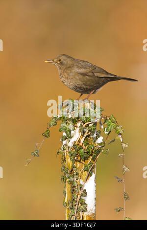 Amsel Turdus merula, erwachsenes Weibchen, stehend auf Efeupfosten, Suffolk, England, Januar Stockfoto