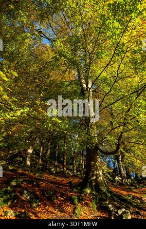 Sonnendurchfluteter Herbstwald mit hohen Bäumen und gefallenen Blättern Stockfoto